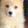 Welsh Corgi Pembroke puppies photo 5