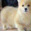 Welsh Corgi Pembroke puppies photo 6