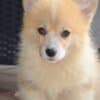 Welsh Corgi Pembroke puppies photo 8