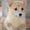 Welsh Corgi Pembroke puppies photo 9