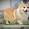 Welsh Corgi Pembroke puppies photo 11