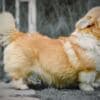 Welsh Corgi Pembroke puppies photo 12