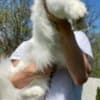 Maine Coon kittens photo 1