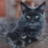 Maine Coon kittens photo 2