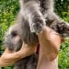 Maine Coon kittens photo 3
