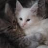 Maine Coon kittens photo 5