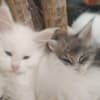 Maine Coon kittens photo 6