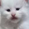 Maine Coon kittens photo 7