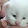 Maine Coon kittens photo 8