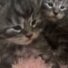 Maine Coon kittens photo 9