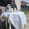 Central Asian Shepherd puppies photo 1