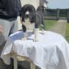 Central Asian Shepherd puppies photo 2