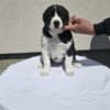 Central Asian Shepherd puppies photo 3