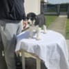 Central Asian Shepherd puppies photo 4