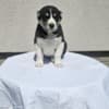 Central Asian Shepherd puppies photo 5