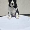 Central Asian Shepherd puppies photo 6