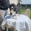 Central Asian Shepherd puppies photo 7