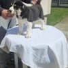 Central Asian Shepherd puppies photo 8