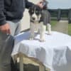 Central Asian Shepherd puppies photo 9