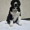 Central Asian Shepherd puppies photo 10