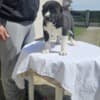 Central Asian Shepherd puppies photo 12