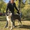 Central Asian Shepherd puppies photo 14