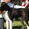 Central Asian Shepherd puppies photo 15