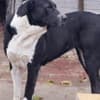 Central Asian Shepherd puppies photo 16
