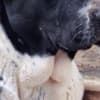 Central Asian Shepherd puppies photo 18