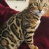 Bengal kitten for sale photo 1