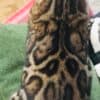 Bengal kitten for sale photo 2