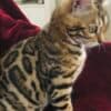 Bengal kitten for sale photo 3