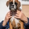 German Boxer photo 1