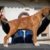 German Boxer photo 2