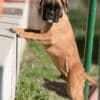 German Boxer photo 3