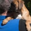 German Boxer photo 5