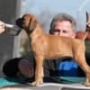 German Boxer photo 6