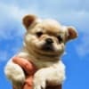 French bulldog fluffy photo 1