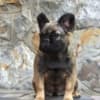 French bulldog fluffy photo 3