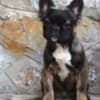 French bulldog fluffy photo 4