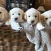 Stunning White Cream Retriever Pups Hip Scored photo 1