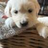 Stunning White Cream Retriever Pups Hip Scored photo 2