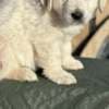 Stunning White Cream Retriever Pups Hip Scored photo 3