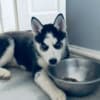 Siberian husky puppies photo 1