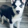 Siberian husky puppies photo 3