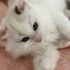 Pure breed Van Ragdoll kitten, very rare photo 3