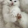 Pure breed Van Ragdoll kitten, very rare photo 4