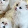 Pure breed Van Ragdoll kitten, very rare photo 5