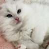 Pure breed Van Ragdoll kitten, very rare photo 6
