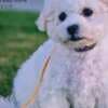 Bichon Frise puppy for sale photo 2